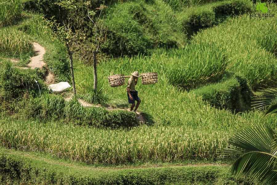 Tegalalang Rice Field