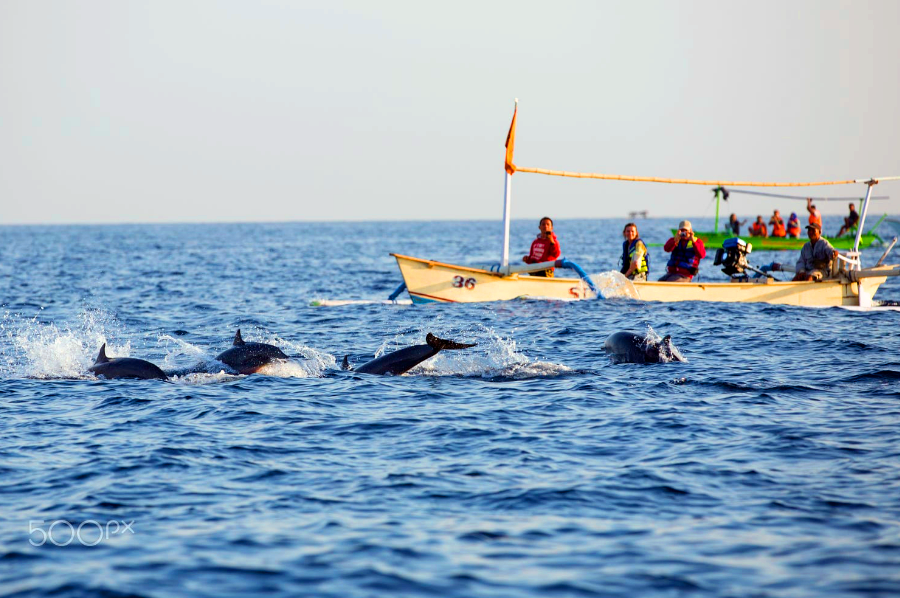 Dolphin Tour Bali | Tours+Hotel+Meals | ALL inclusive