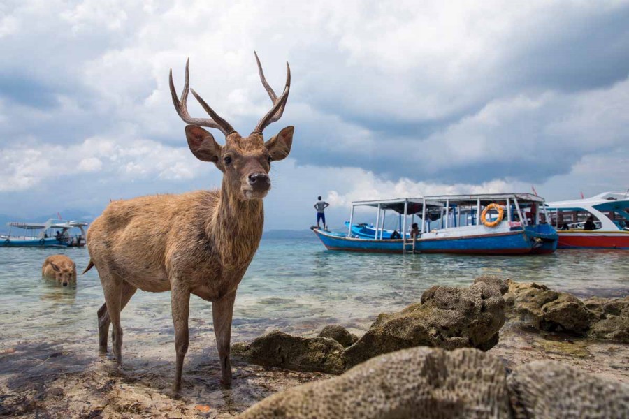 menjangan-island-deer